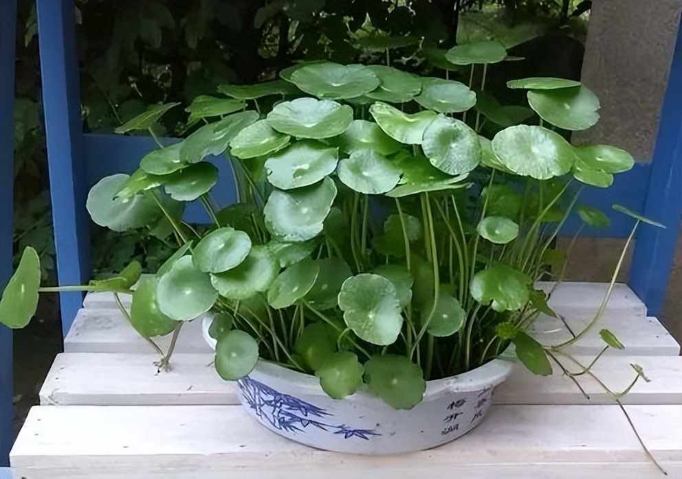 盆栽植物大型好养吸甲醛,甲醛最怕3种花