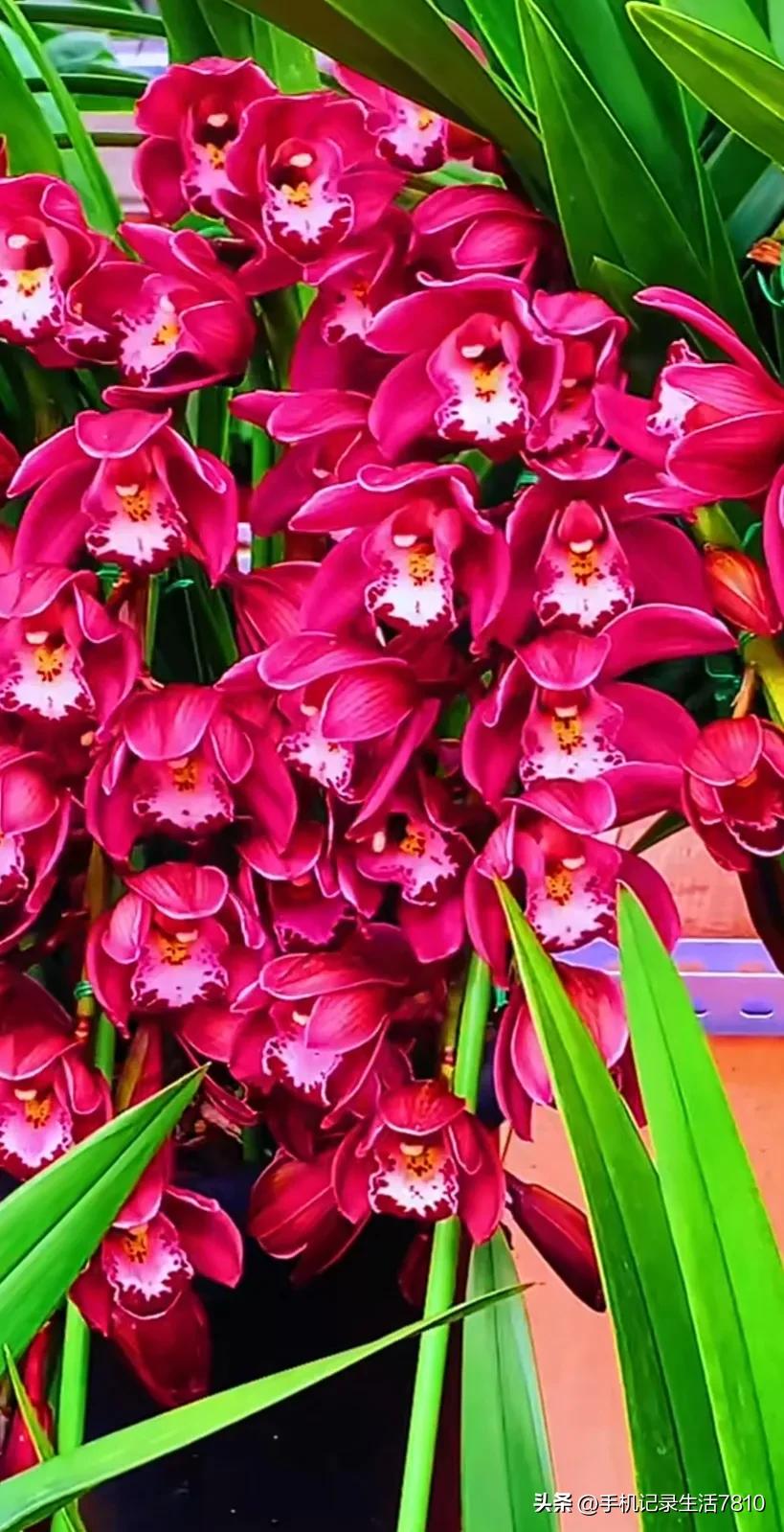 蕙兰花图片欣赏,叶子宽的黄花大蕙兰图片