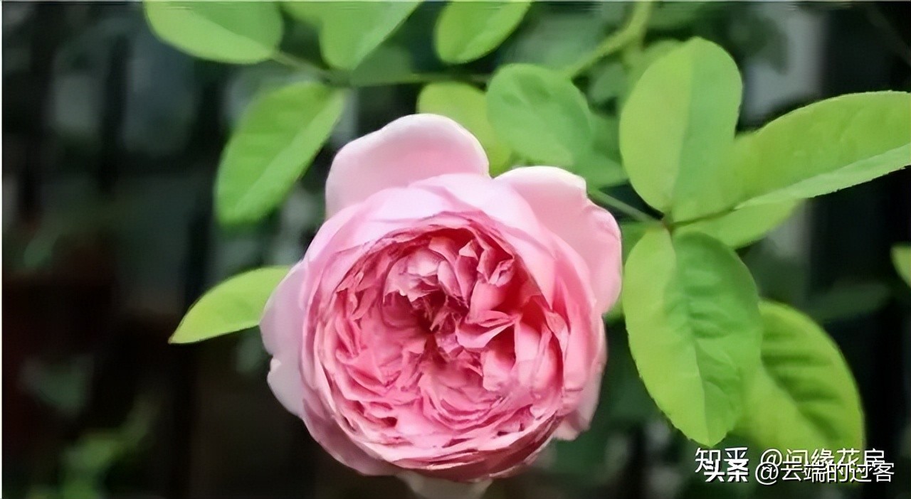 1到99朵玫瑰的含义图片,1到99朵玫瑰花语是什么