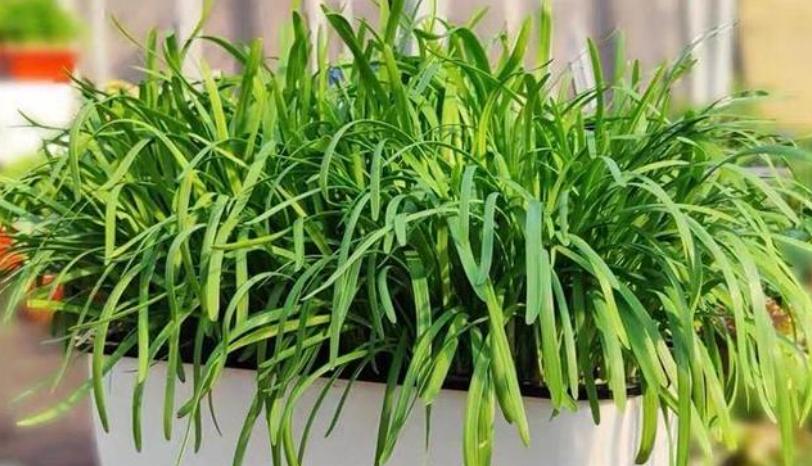 阳台如何种植蔬菜养花,阳台可以种植哪些蔬菜花卉