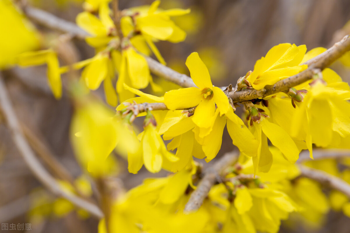 68种可食用的药用植物,开的花好看,能吃,还养生(二)