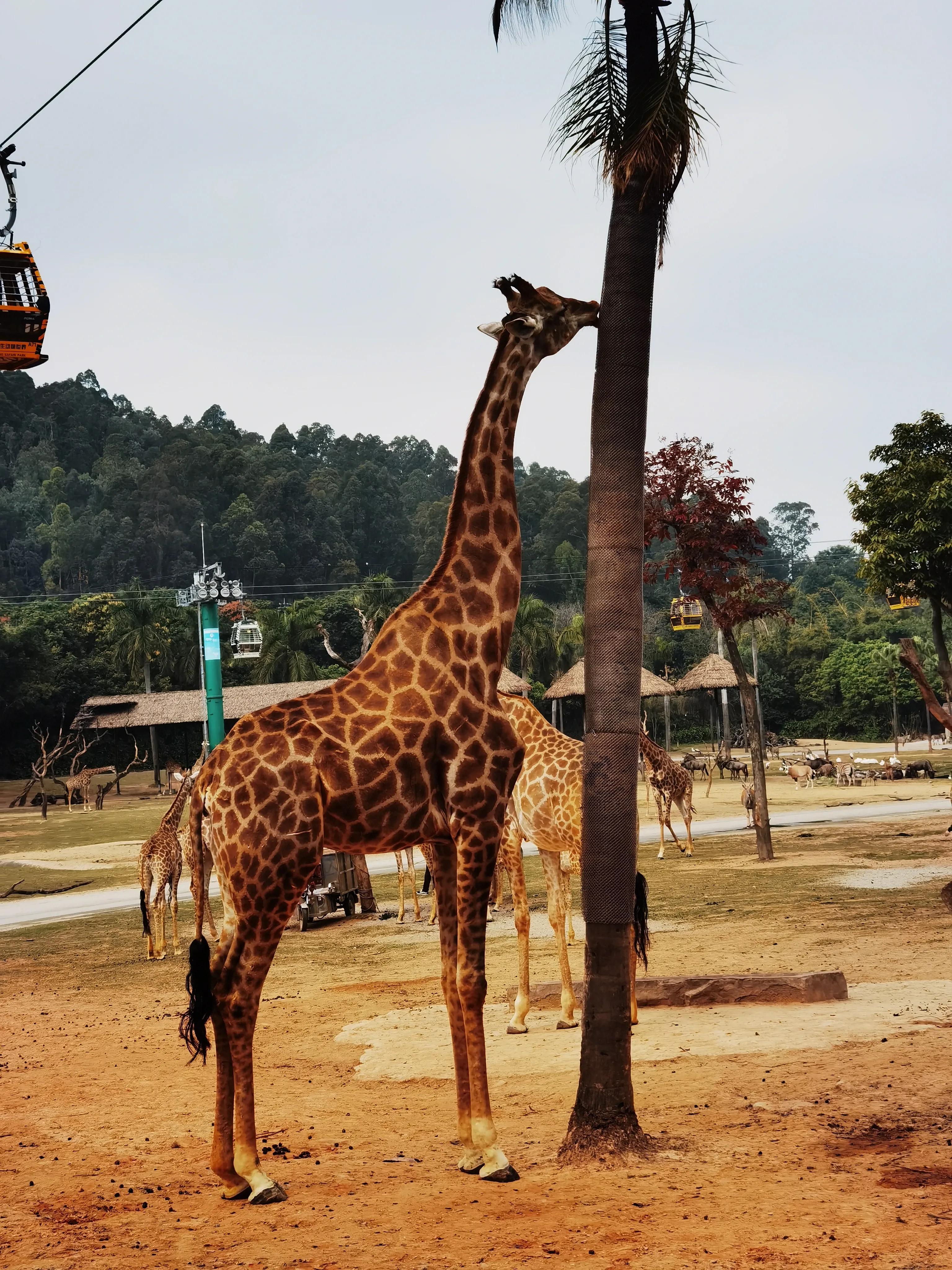 广州长隆野生动物园北门住宿,长隆野生动物园亲子游三天