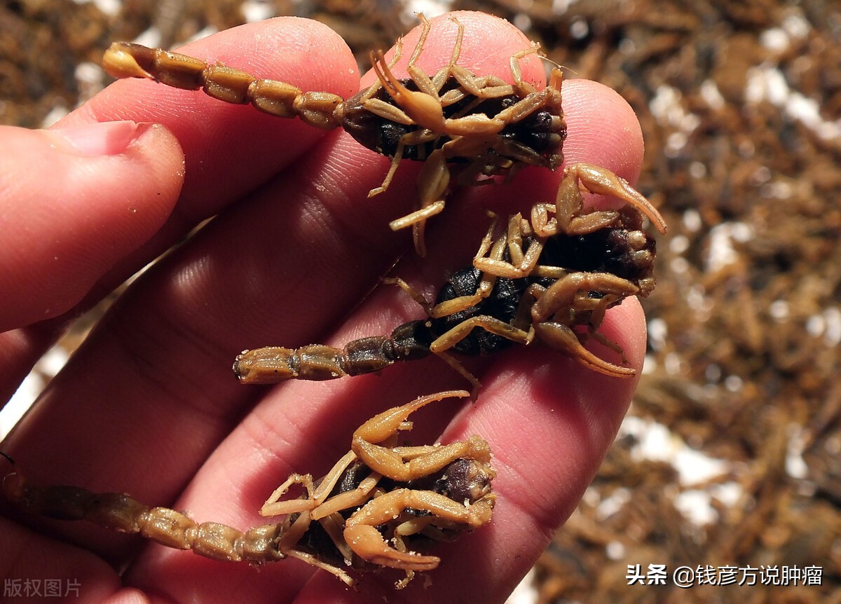 抗癌最有效毒虫是什么虫,有哪些虫子可以抗癌