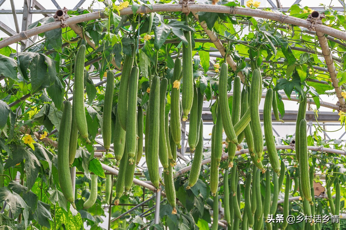 丝瓜苦瓜怎么做好吃,丝瓜苦瓜小懒瓜如何整枝打蔓