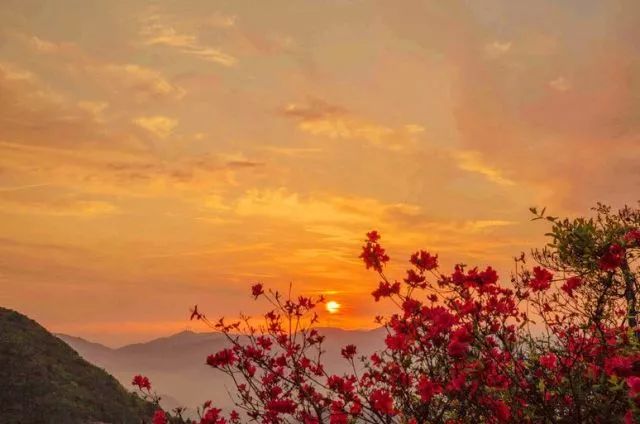 林中若有花，念的必是映山红