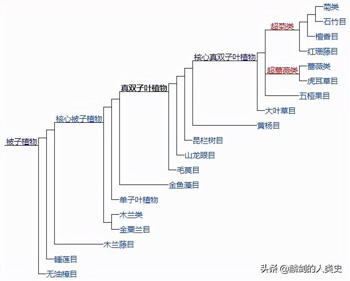 双子叶植物纲花毛科毛茛属,天雄毛茛目毛茛科植物