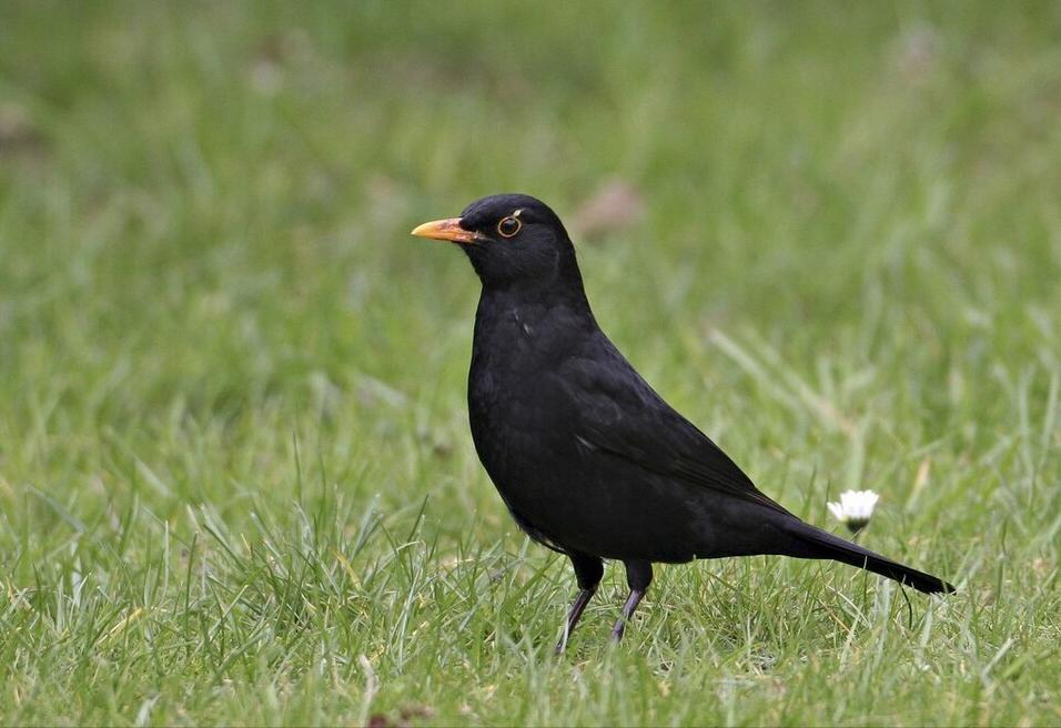 50张最佳鸟类摄影作品,鸟儿大全大图