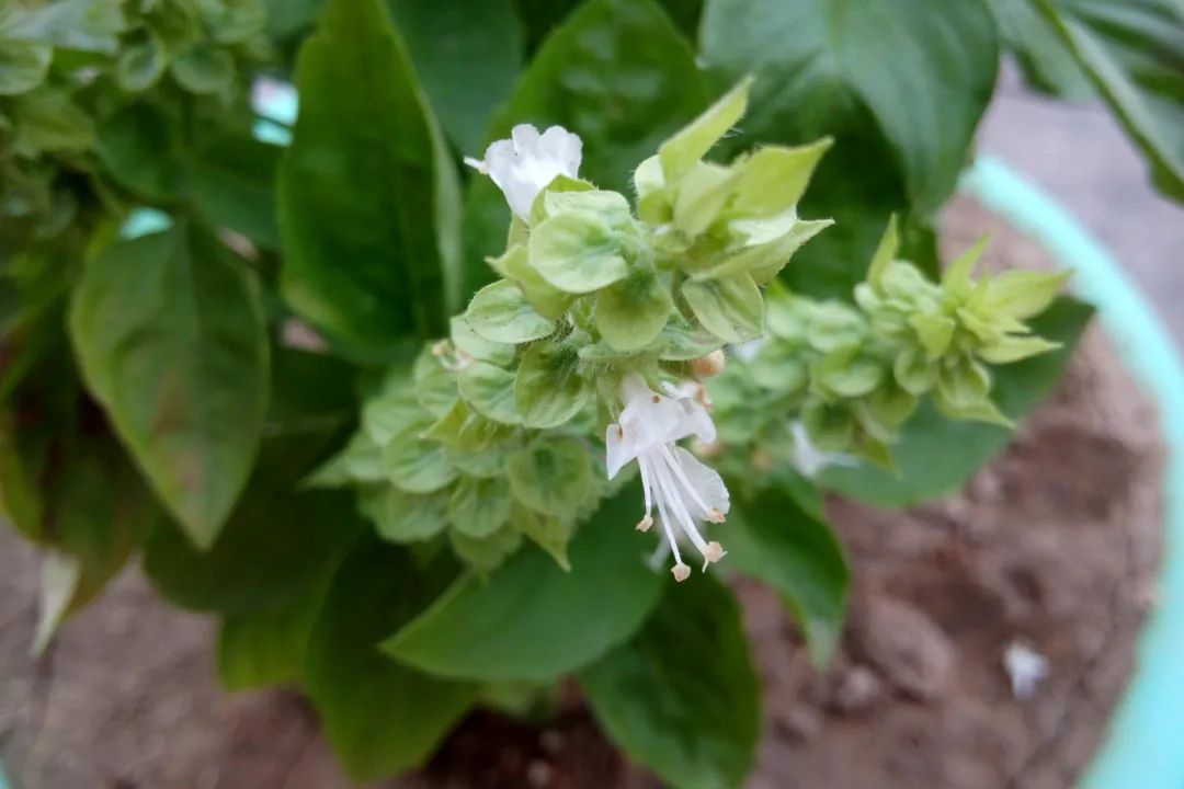 甜罗勒和荆芥 (甜罗勒与九层塔荆芥)