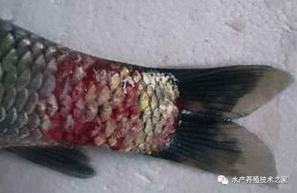 水产养殖水霉病爆发,养鱼水霉病赤皮病怎么治疗