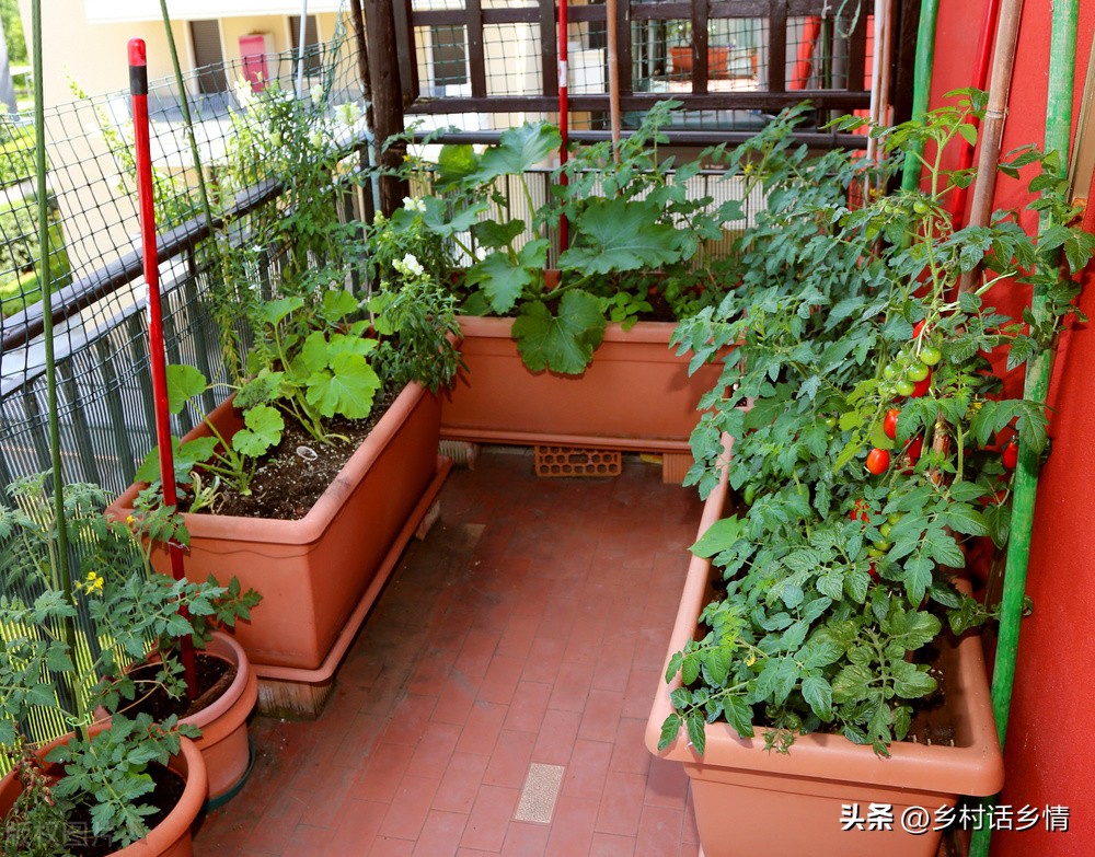 种花种菜怎么施肥呢,花盆种菜怎么松土