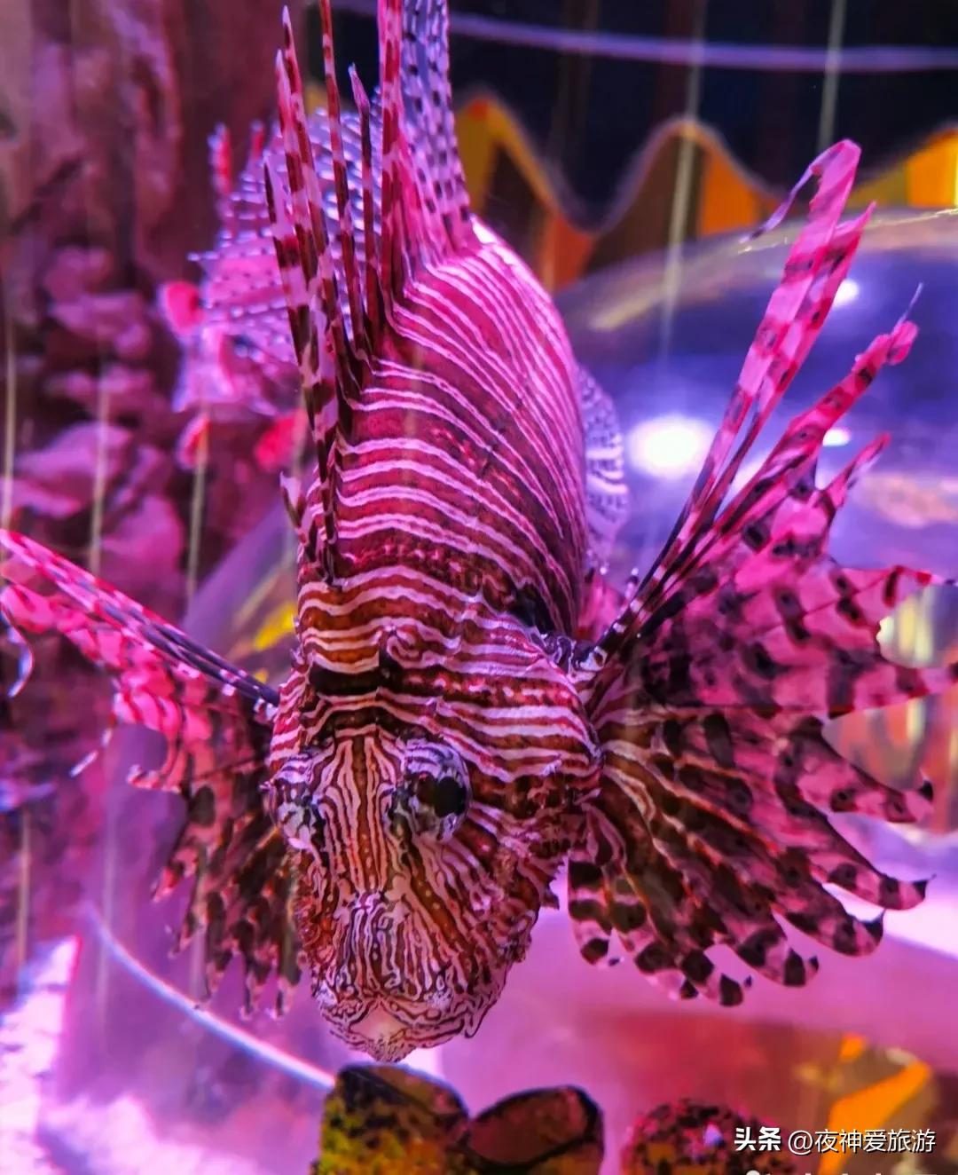 长风海洋世界和水族馆哪个好玩,上海长风海洋水族馆