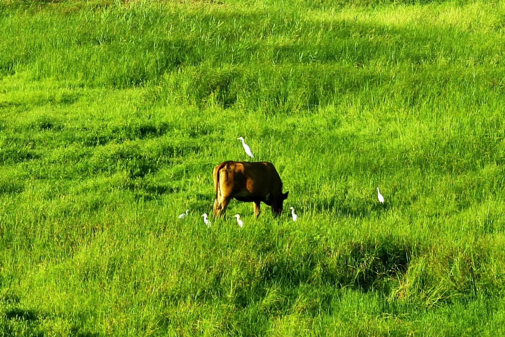 小朋友问为什么牛羊吃草会那么壮,为什么牛羊吃草还会长得这么肥