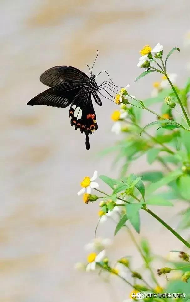 隔海相望，我在这头，静守似水流年，你在那头，淡看烟火人间