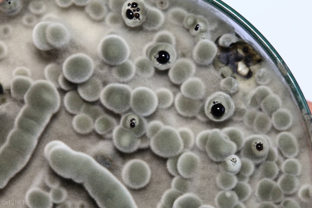 中国真菌检测试剂公司,真菌行业