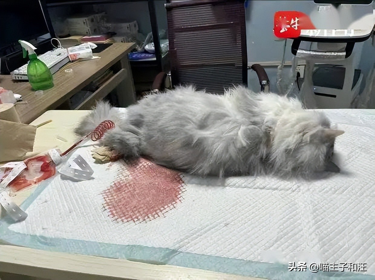 猫被打成脑震荡,猫咪被我打成应激脑震荡