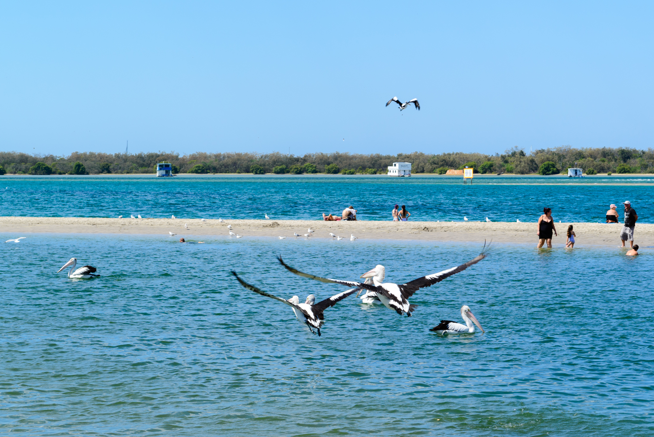 澳洲海边鹈鹕,澳洲黄金海岸鹈鹕