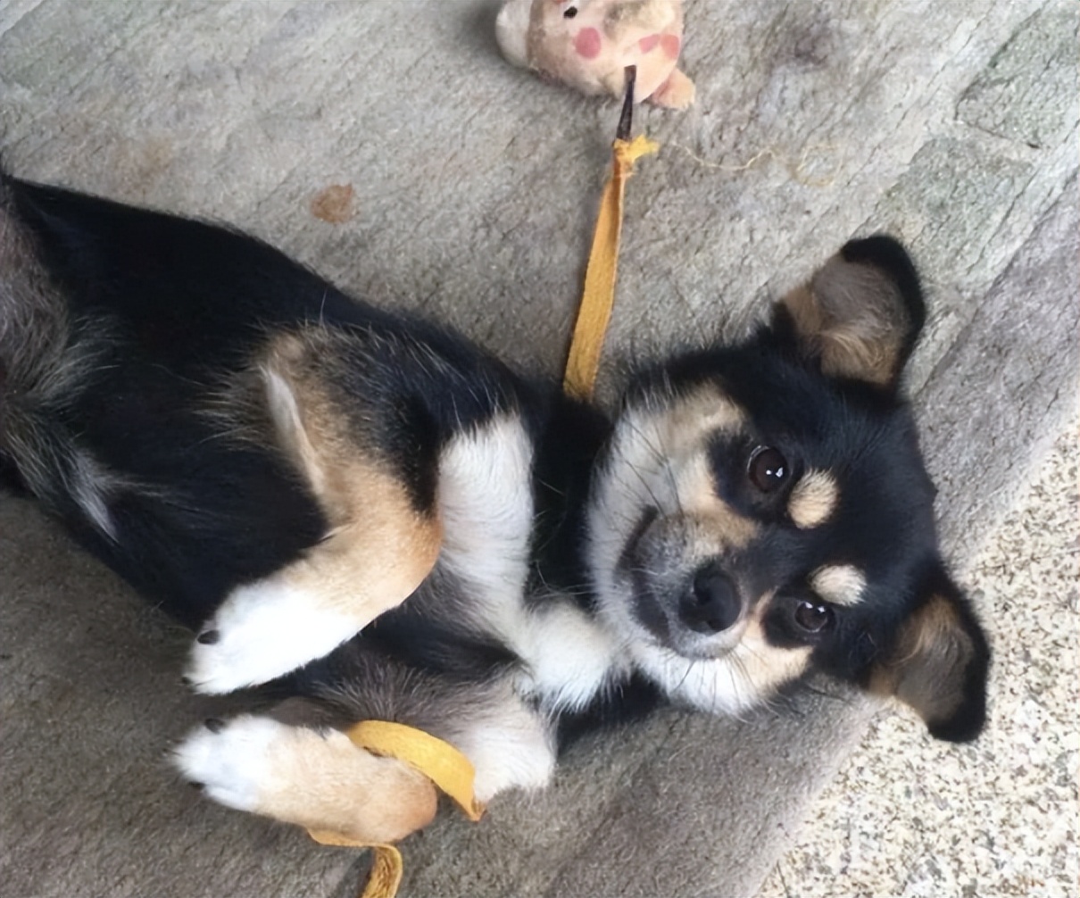 挑选温顺的土狗,性格温顺的短腿土狗是什么品种