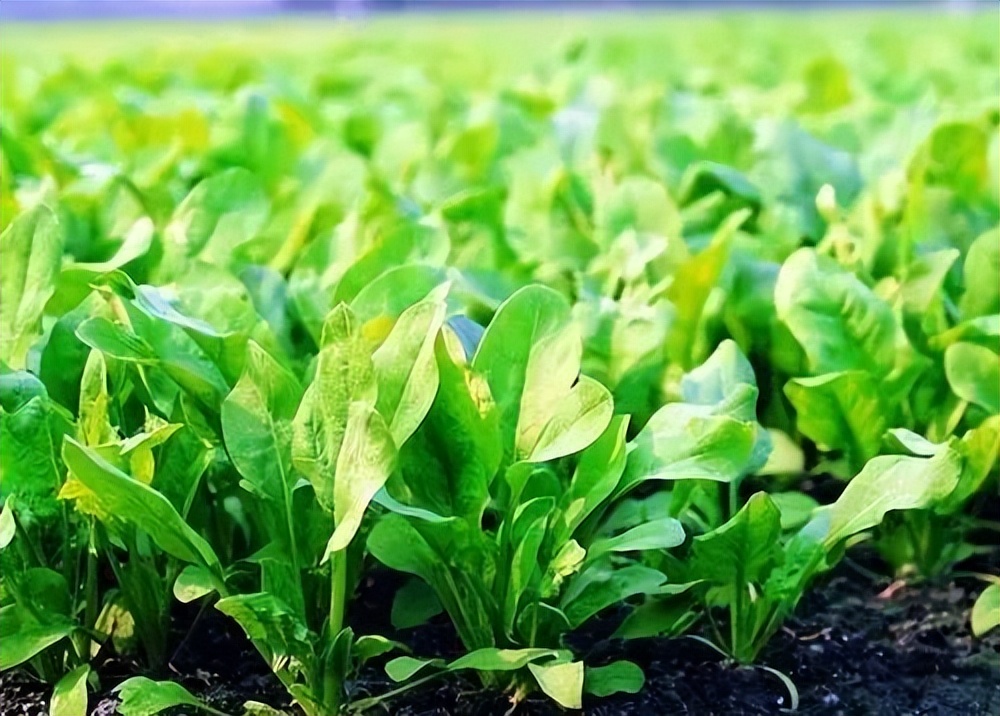 浙江人常吃的蔬菜有哪些,幼儿园常吃的蔬菜有哪些