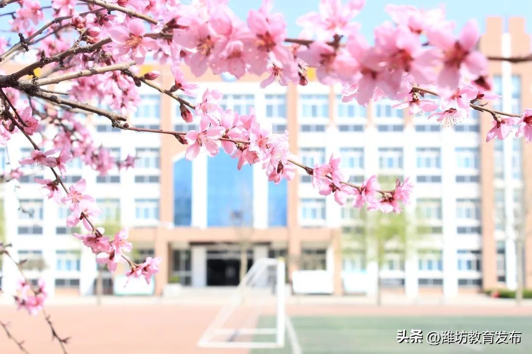 美！潍坊校园春景强势来袭