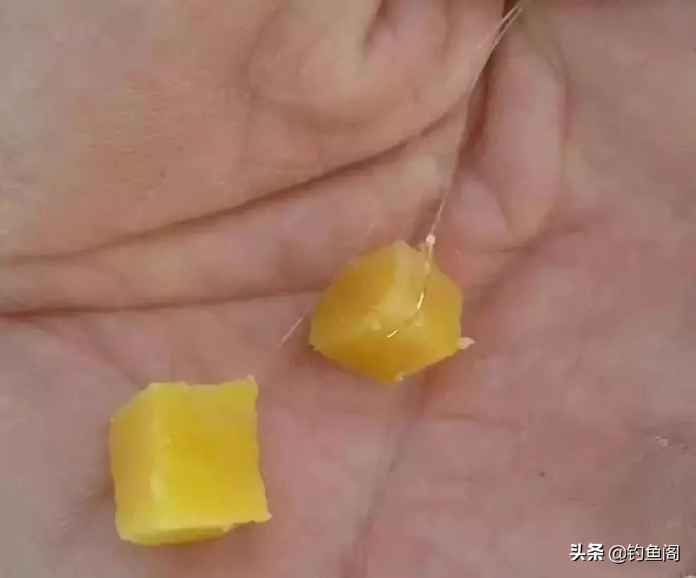 钓鲤鱼用什么绝对不空军,钓鲤鱼不能用的窝料