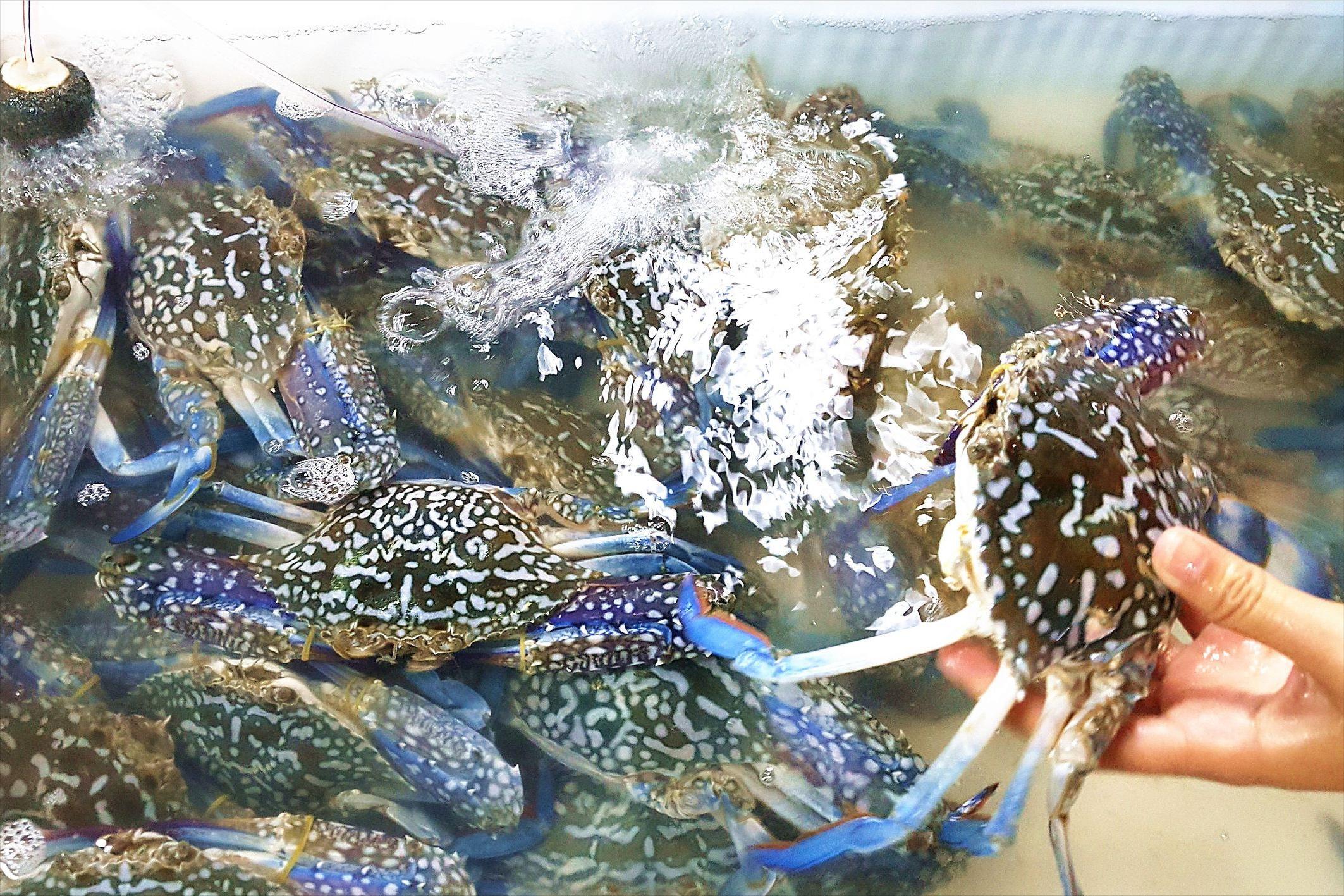 三亚海鲜市场惊现五两秤你怎么看,三亚海鲜市场“五两鬼秤”网评