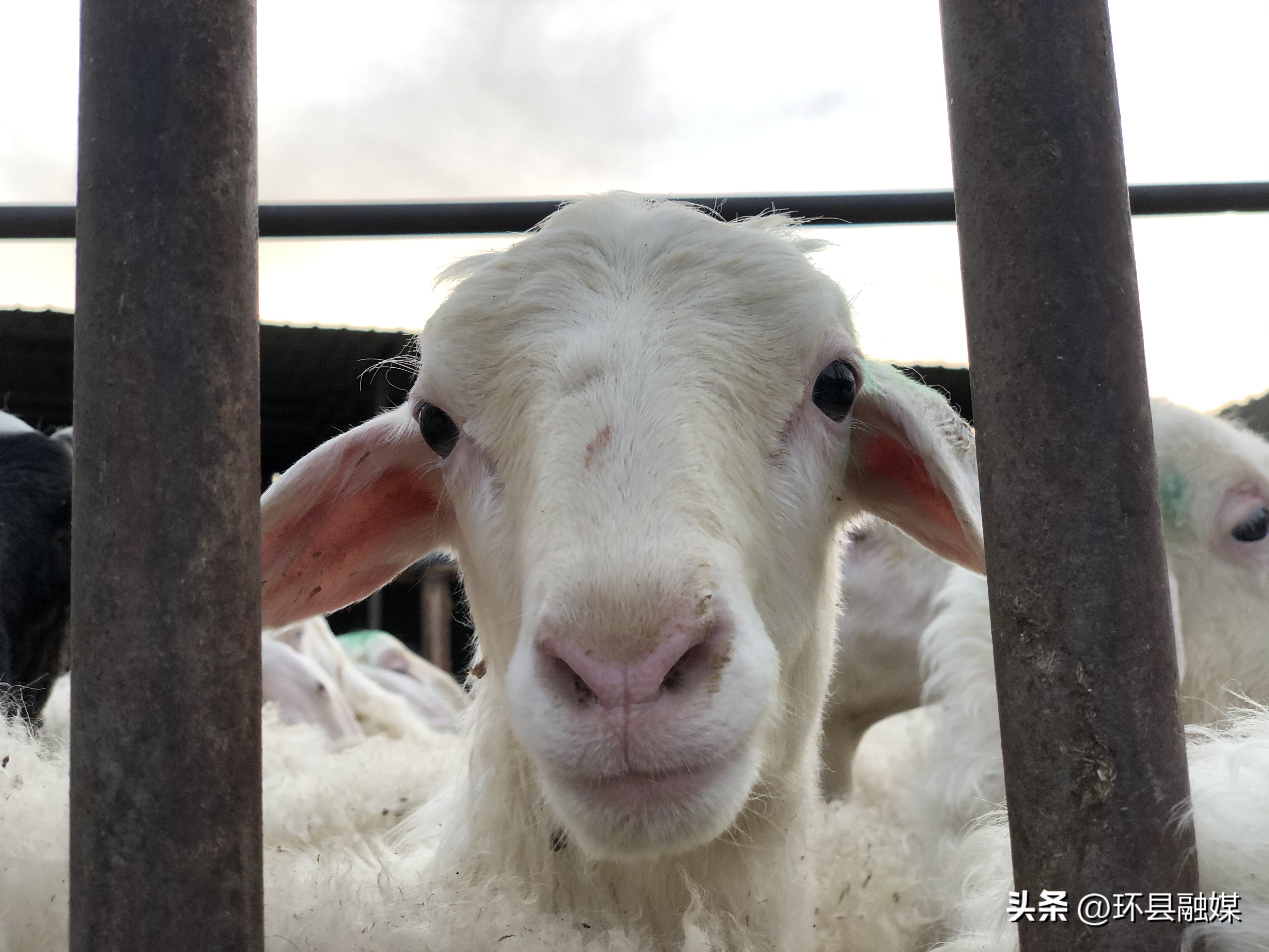 带动群众致富奔小康,容县强化党建引领助推产业发展