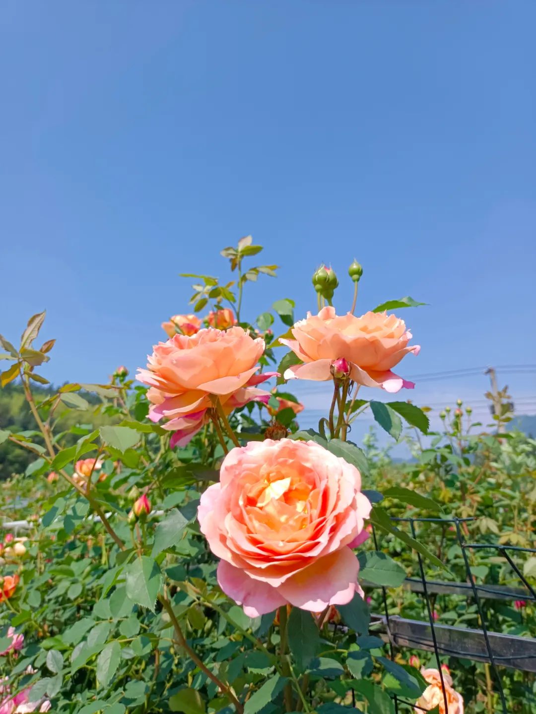 大寨玫瑰花海迷宫,花海迷宫大寨