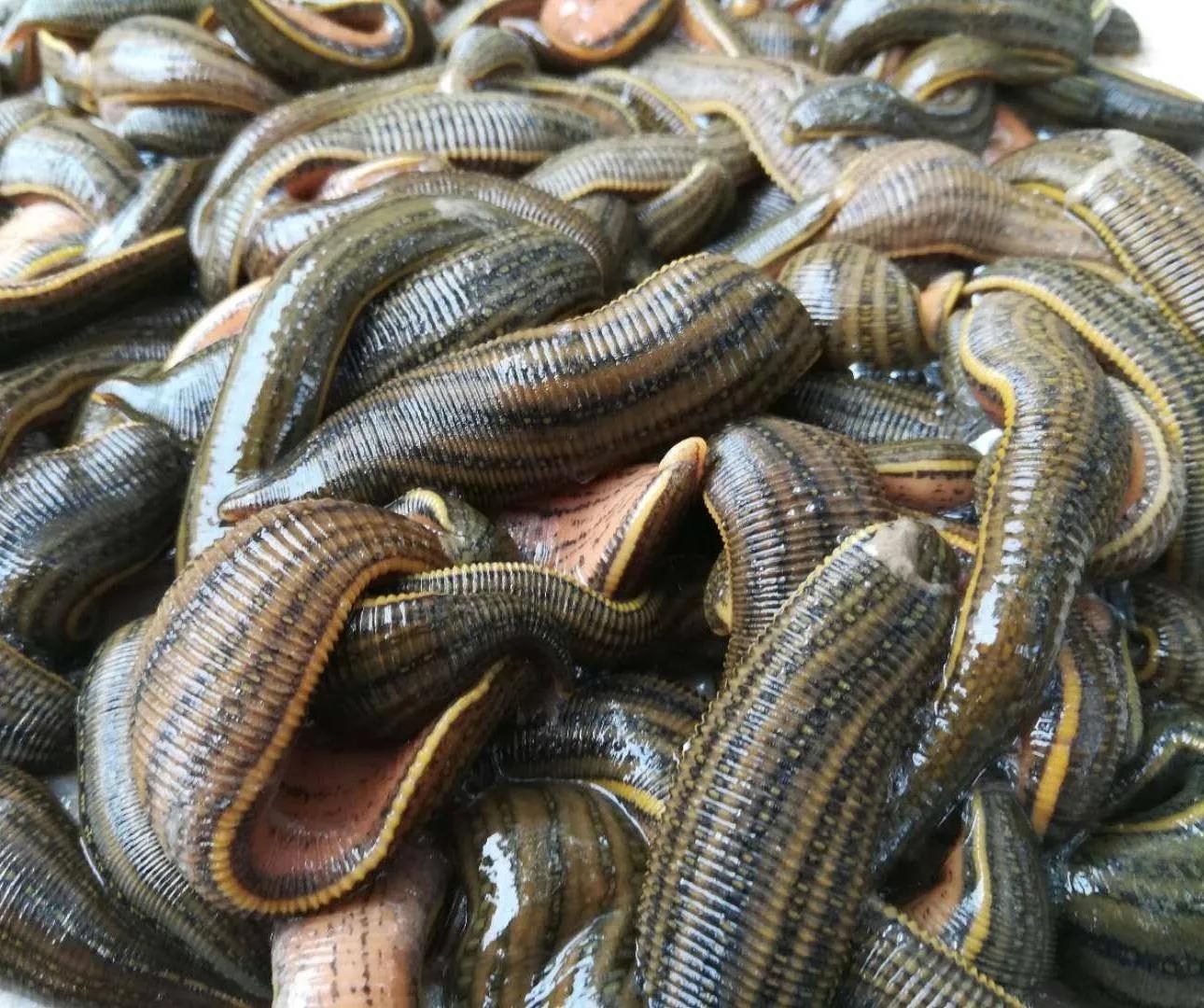 吸血鬼蚂蝗的视频,关于蚂蝗吸血鬼的小说