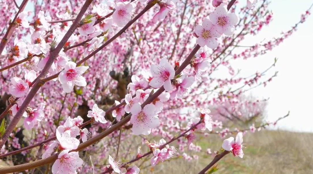 郑州踏青赏花全攻略,郑州最适合踏青赏花的地方