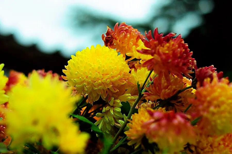 冷冬寒菊,冬菊与夏菊的区别