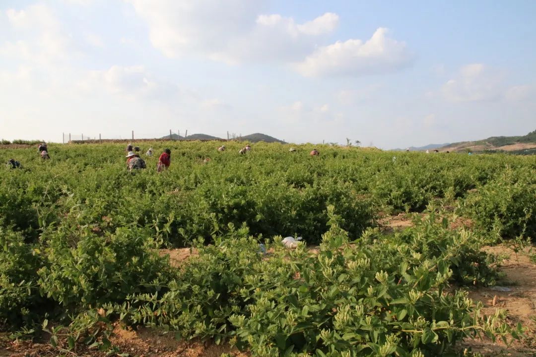 种植金银花带动村民增收,金银花种植致富案例