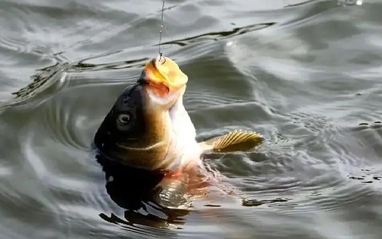 超灵敏短子线双钩,短双子线双钩