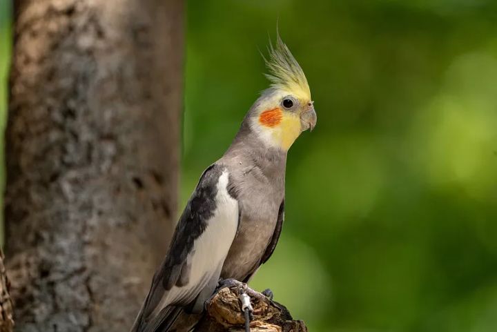 鹦鹉正常吃什么食物好养,鹦鹉饲养吃什么食物和饲料