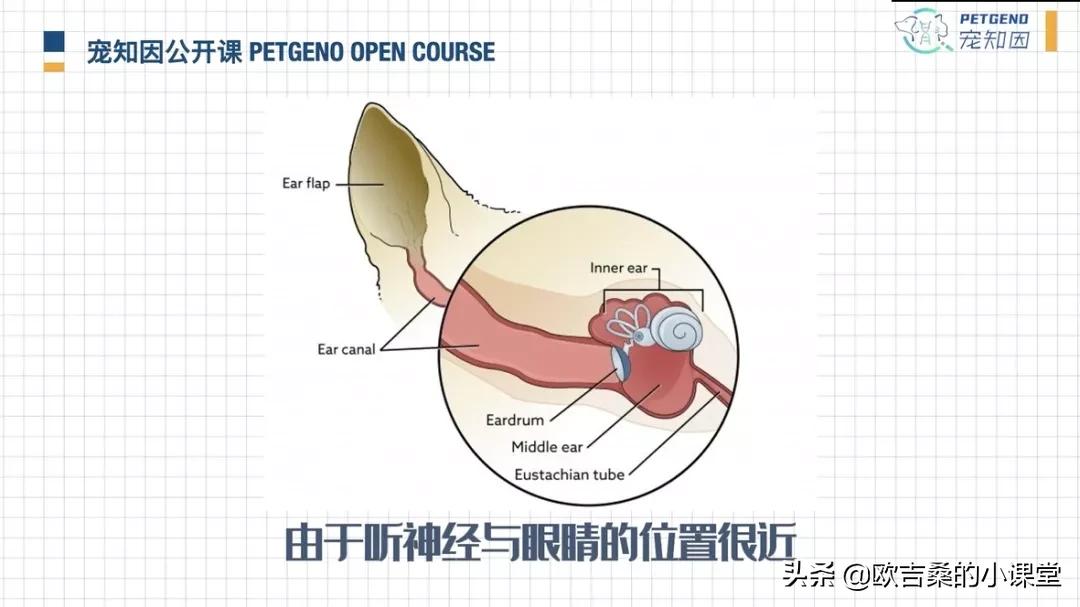 白斑变异基因,白斑基因和全白基因