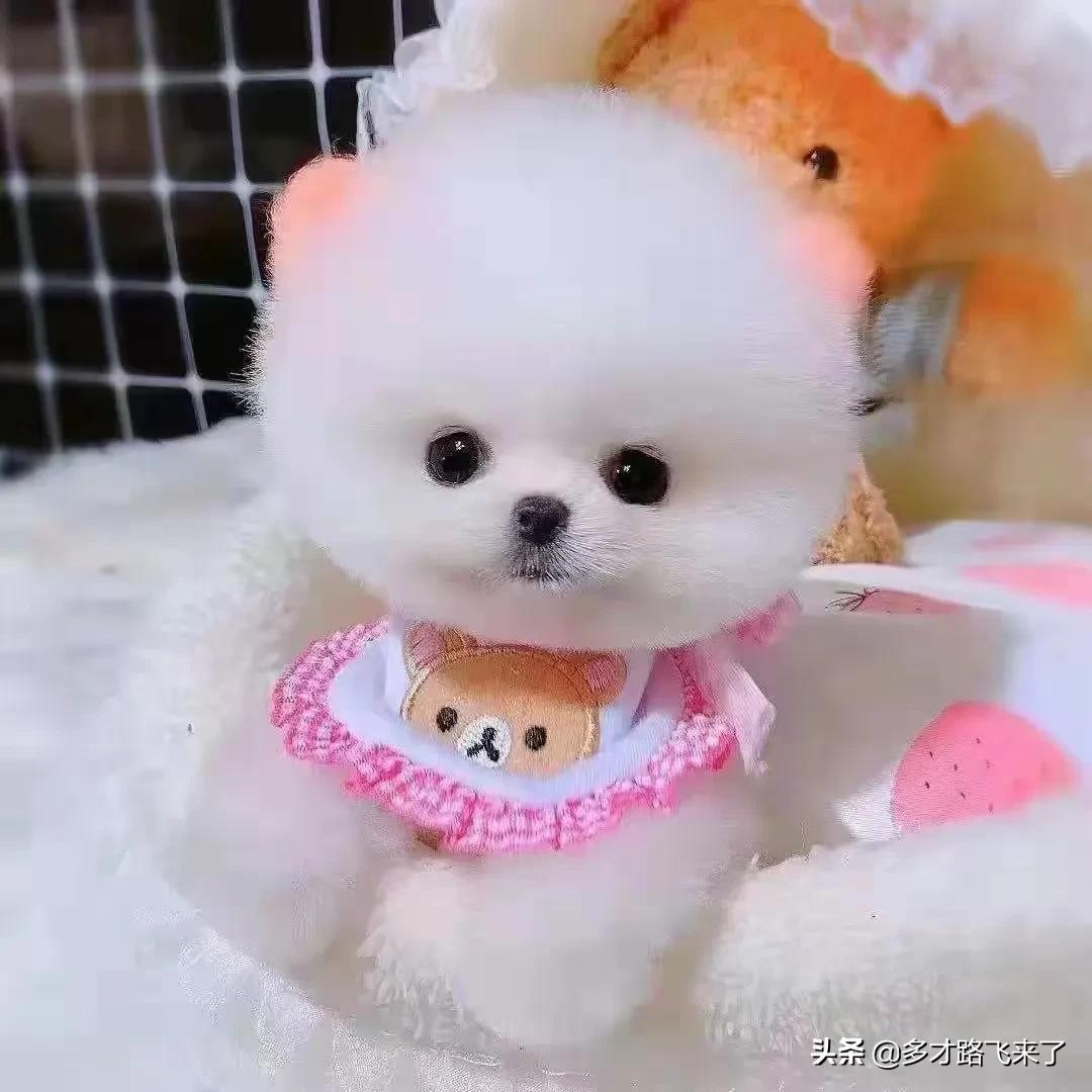 十二星座茶杯犬,茶杯犬图片高清壁纸