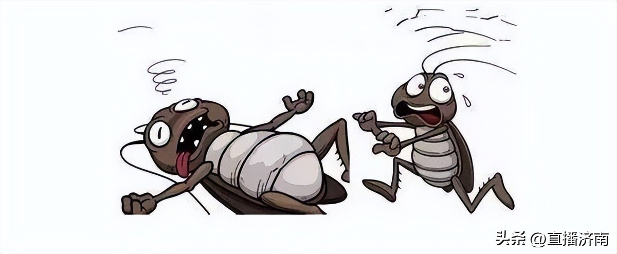 怎么把蟑螂去掉蟑螂最怕什么,彻底消灭蟑螂的小妙招蟑螂最怕它