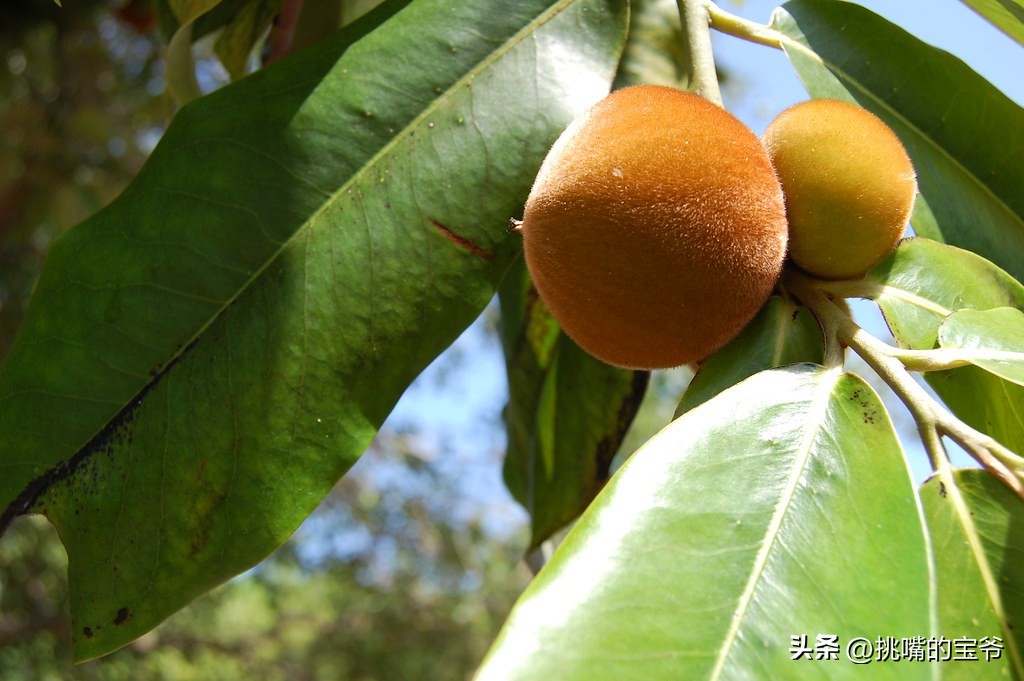 带毛的猕猴桃硬的可以吃吗,无毛猕猴桃野生