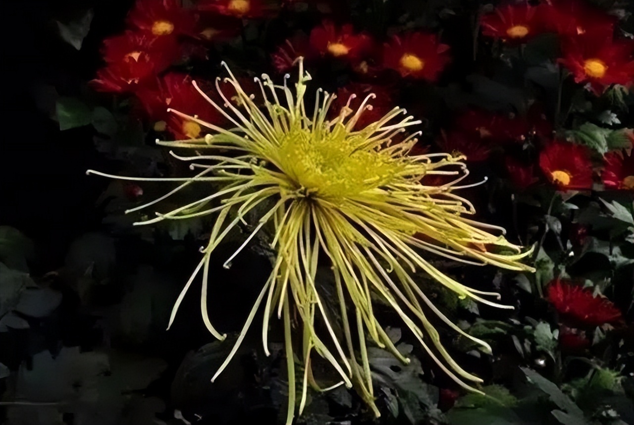 秋花诗词50首,金秋秋菊50种名菊