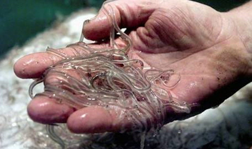 被吃成濒危物种的鱼,被人吃到濒临灭绝的野生动物