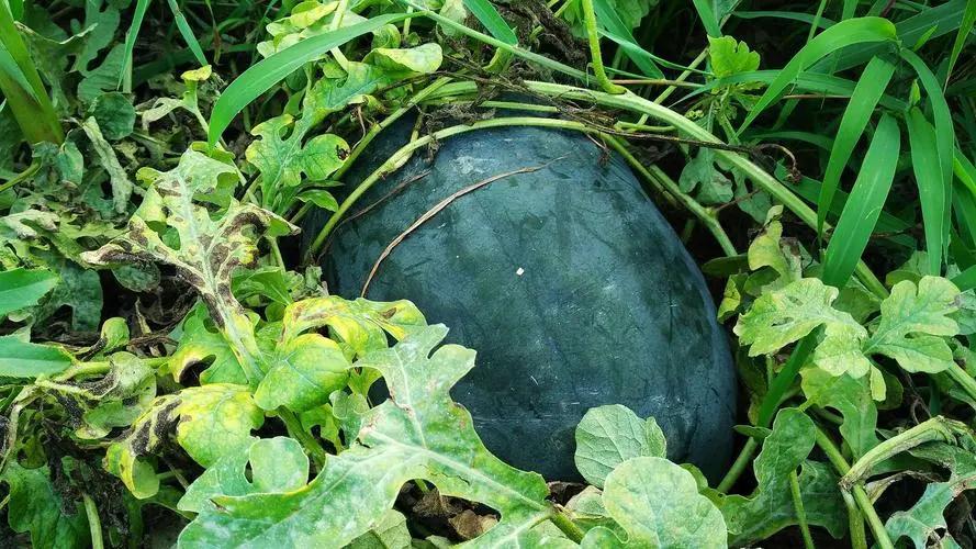 只有农村才有的水果你吃过几种,农村最喜欢的十种水果