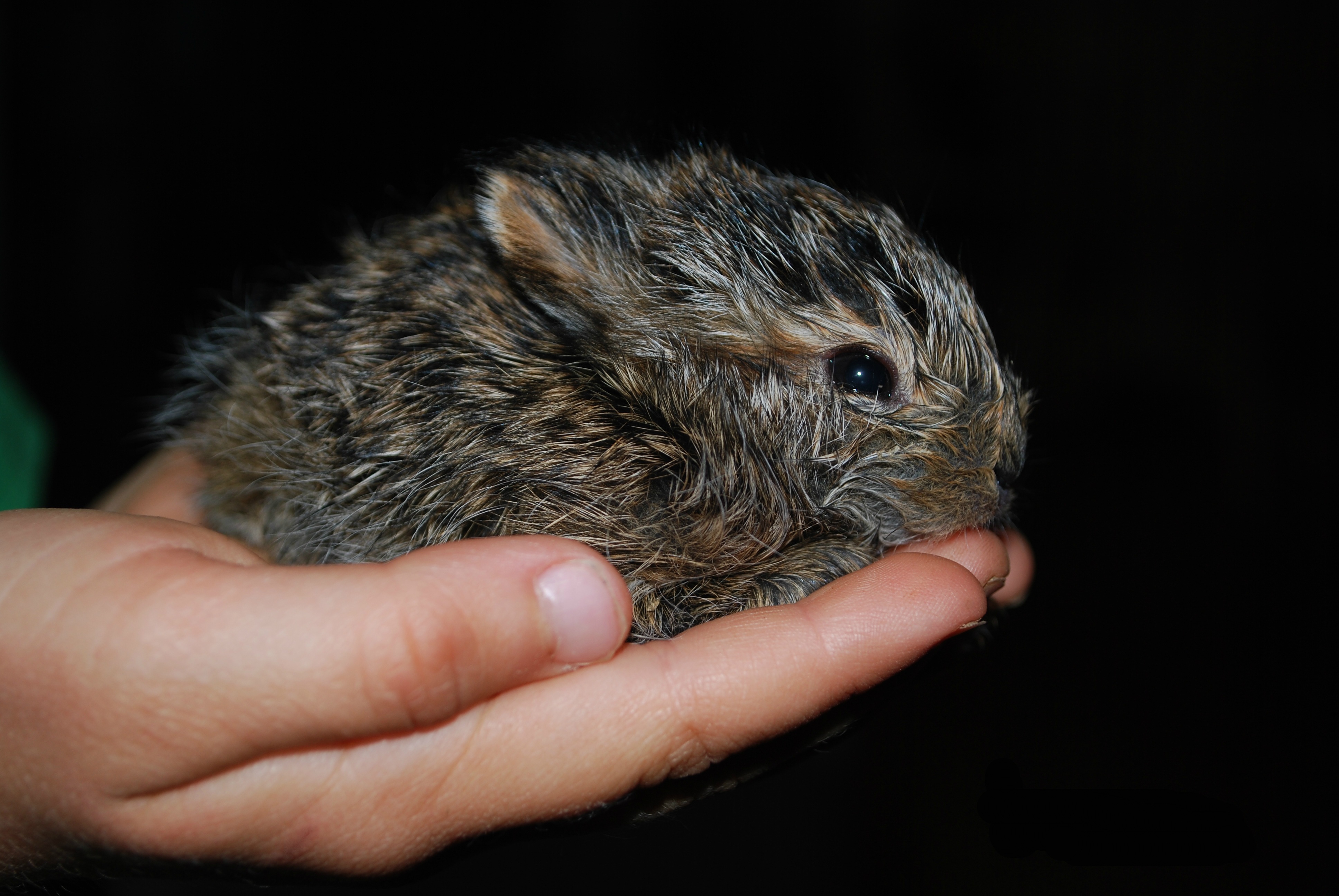 迷你世界探索宠物隐藏秘密,盘点宠物幼崽