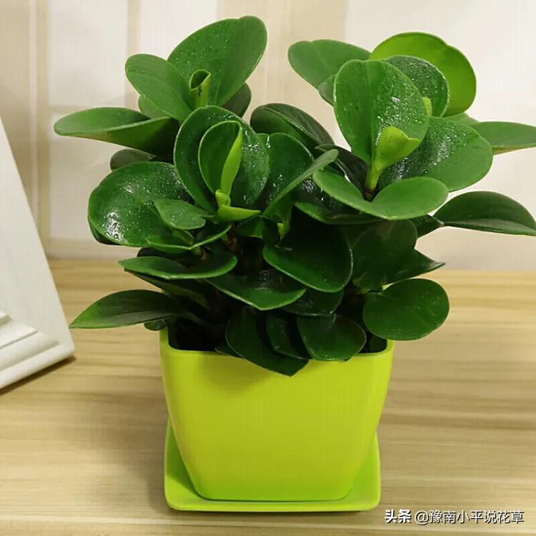 豆瓣绿叶子烂该怎么办,豆瓣绿叶子发黄脱落怎么回事