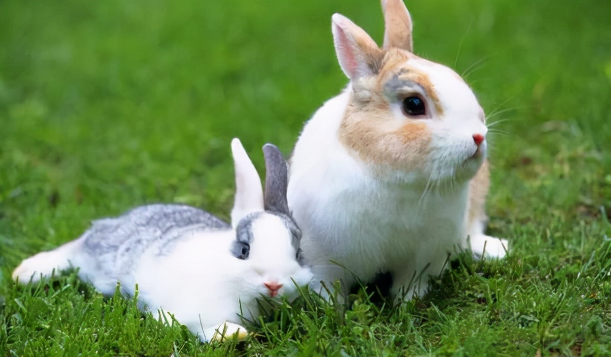 十二生肖兔的传奇,十二生肖中兔口碑如何