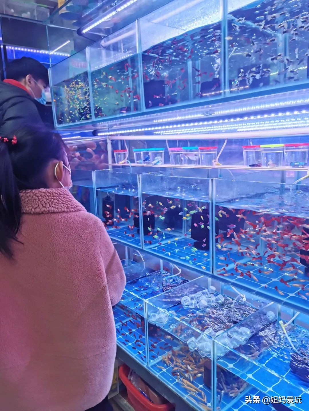 济南市市中区花鸟鱼虫市场在哪里,济南凤凰山花鸟鱼虫市场