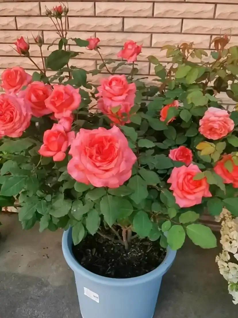 珊瑚果冻月季优缺点,珊瑚果冻月季图片