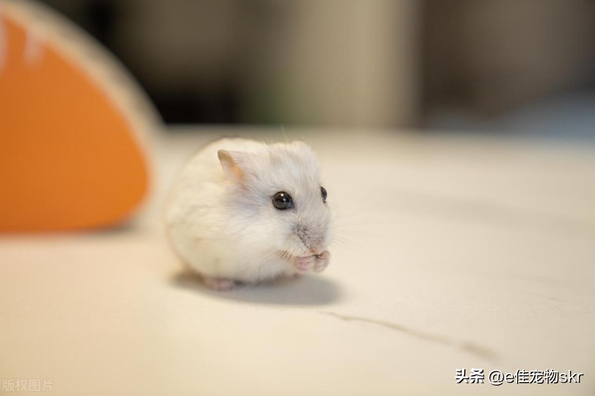 小宠物推荐便宜好养干净的品种,适合养在家里爱干净的小宠物