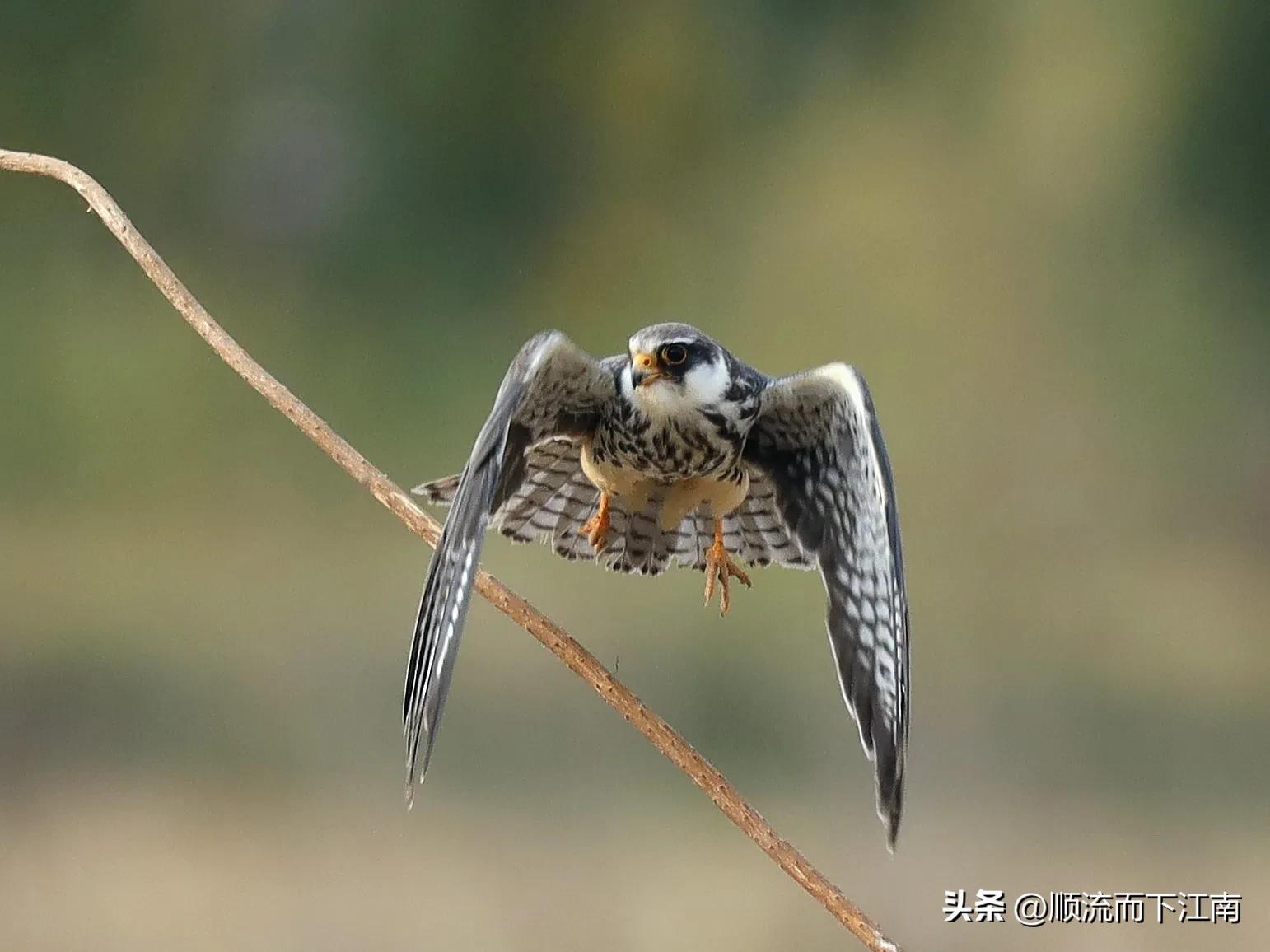 红脚隼叫声,红脚隼