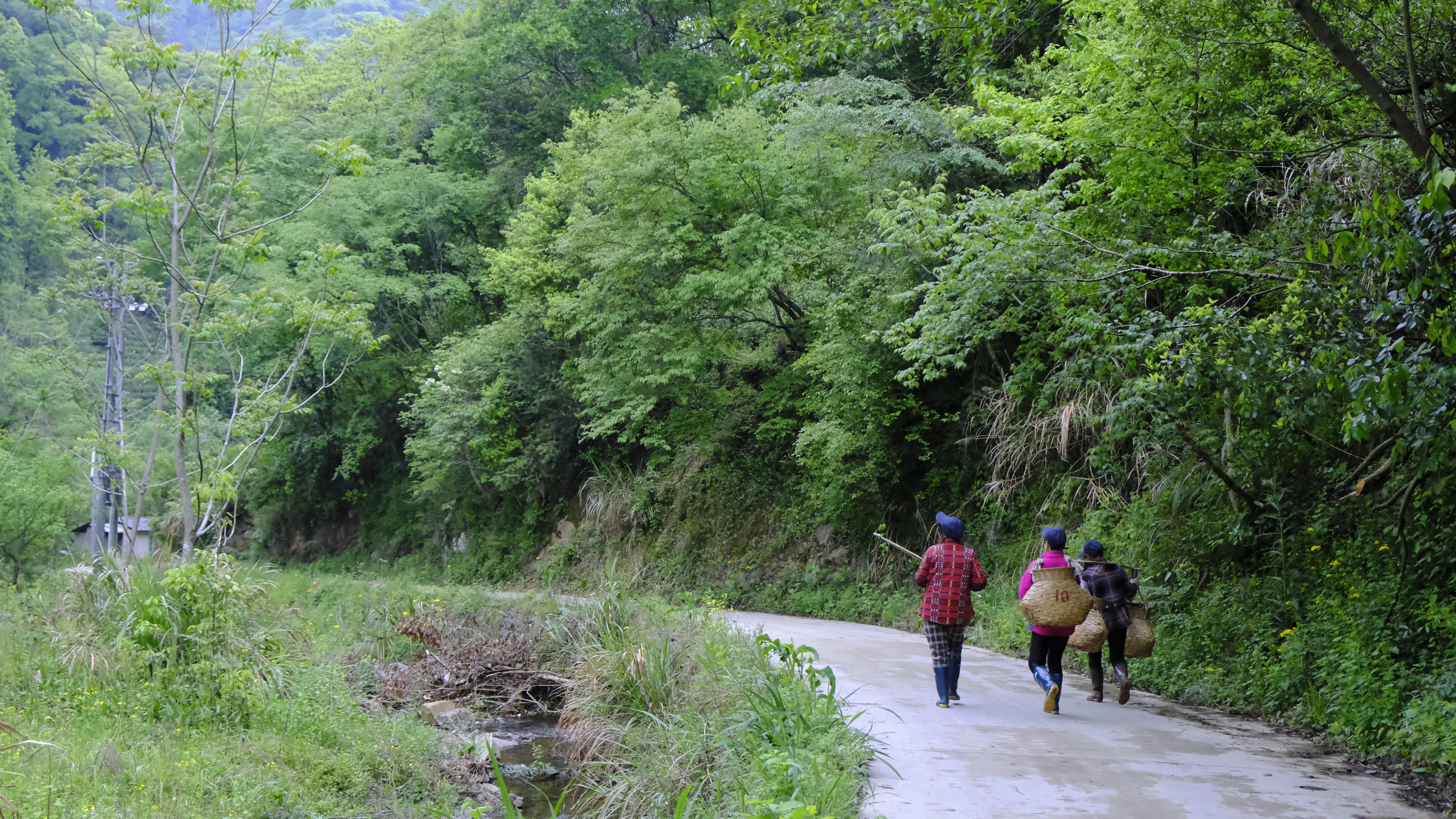 网上买茶叶怎么不被坑,网上买茶叶比较靠谱的店推荐