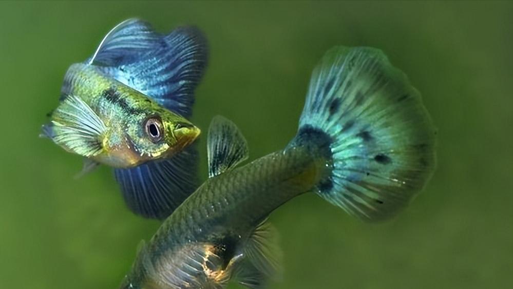 孔雀鱼的生物学特性及人工养殖和繁育技术