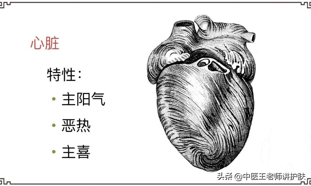 脱发与五脏的关系,引起脱发的四个习惯